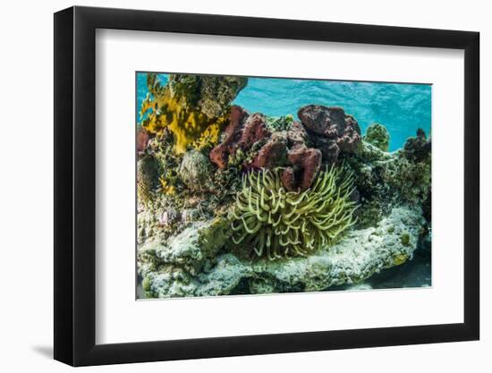 Sea Anemone Surrounded by Soft and Hard Corals, Bahamas-James White-Framed Photographic Print