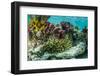 Sea Anemone Surrounded by Soft and Hard Corals, Bahamas-James White-Framed Photographic Print