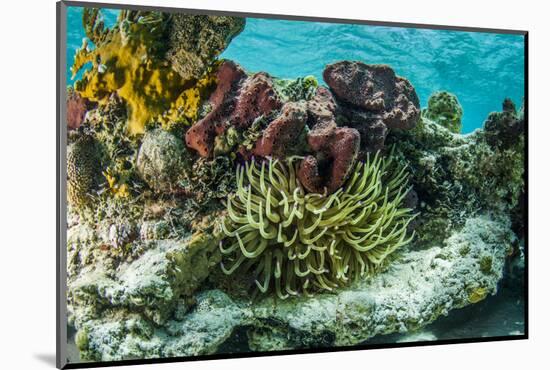 Sea Anemone Surrounded by Soft and Hard Corals, Bahamas-James White-Mounted Photographic Print