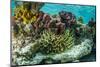 Sea Anemone Surrounded by Soft and Hard Corals, Bahamas-James White-Mounted Photographic Print