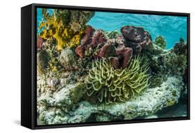 Sea Anemone Surrounded by Soft and Hard Corals, Bahamas-James White-Framed Stretched Canvas