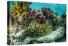 Sea Anemone Surrounded by Soft and Hard Corals, Bahamas-James White-Stretched Canvas