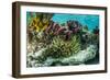 Sea Anemone Surrounded by Soft and Hard Corals, Bahamas-James White-Framed Photographic Print