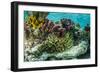 Sea Anemone Surrounded by Soft and Hard Corals, Bahamas-James White-Framed Photographic Print