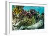 Sea Anemone Surrounded by Soft and Hard Corals, Bahamas-James White-Framed Photographic Print