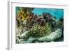 Sea Anemone Surrounded by Soft and Hard Corals, Bahamas-James White-Framed Photographic Print