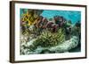 Sea Anemone Surrounded by Soft and Hard Corals, Bahamas-James White-Framed Photographic Print