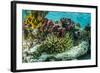 Sea Anemone Surrounded by Soft and Hard Corals, Bahamas-James White-Framed Photographic Print