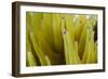 Sea Anemone with Purple Tips on its Arms Taken Near Staniel Cay, Exuma, Bahamas-James White-Framed Photographic Print