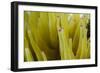 Sea Anemone with Purple Tips on its Arms Taken Near Staniel Cay, Exuma, Bahamas-James White-Framed Photographic Print