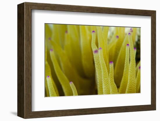 Sea Anemone with Purple Tips on its Arms Taken Near Staniel Cay, Exuma, Bahamas-James White-Framed Photographic Print