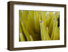 Sea Anemone with Purple Tips on its Arms Taken Near Staniel Cay, Exuma, Bahamas-James White-Framed Photographic Print