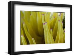 Sea Anemone with Purple Tips on its Arms Taken Near Staniel Cay, Exuma, Bahamas-James White-Framed Photographic Print