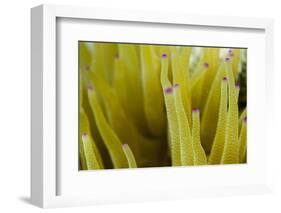 Sea Anemone with Purple Tips on its Arms Taken Near Staniel Cay, Exuma, Bahamas-James White-Framed Photographic Print