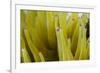 Sea Anemone with Purple Tips on its Arms Taken Near Staniel Cay, Exuma, Bahamas-James White-Framed Photographic Print