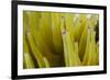 Sea Anemone with Purple Tips on its Arms Taken Near Staniel Cay, Exuma, Bahamas-James White-Framed Photographic Print