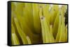 Sea Anemone with Purple Tips on its Arms Taken Near Staniel Cay, Exuma, Bahamas-James White-Framed Stretched Canvas