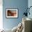 Sea Anemone-Jones-Shimlock-Framed Giclee Print displayed on a wall