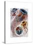 Sea Anemone-Fab Funky-Stretched Canvas