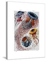 Sea Anemone-Fab Funky-Stretched Canvas