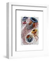 Sea Anemone-Fab Funky-Framed Art Print