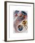 Sea Anemone-Fab Funky-Framed Art Print