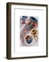 Sea Anemone-Fab Funky-Framed Art Print