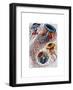 Sea Anemone-Fab Funky-Framed Art Print