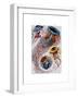 Sea Anemone-Fab Funky-Framed Art Print