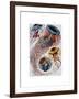 Sea Anemone-Fab Funky-Framed Art Print