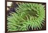 Sea Anemone-Ken Archer-Framed Photographic Print