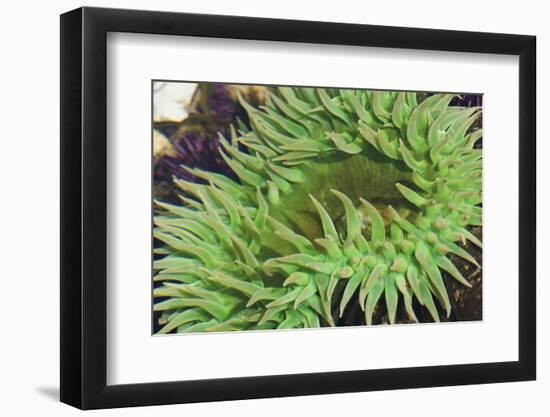 Sea Anemone-Ken Archer-Framed Photographic Print