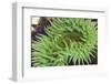 Sea Anemone-Ken Archer-Framed Photographic Print