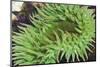 Sea Anemone-Ken Archer-Mounted Photographic Print