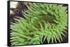 Sea Anemone-Ken Archer-Framed Stretched Canvas