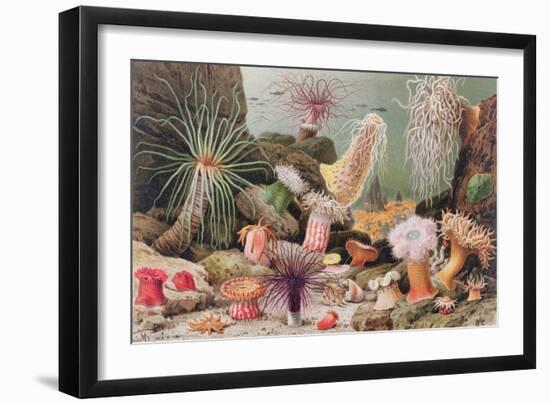 Sea Anemone-null-Framed Giclee Print