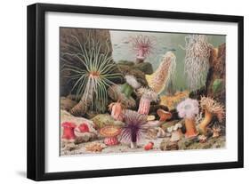 Sea Anemone-null-Framed Giclee Print