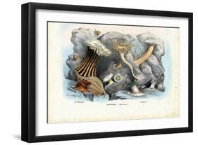 Sea Anemones, 1863-79-Raimundo Petraroja-Framed Giclee Print