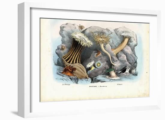 Sea Anemones, 1863-79-Raimundo Petraroja-Framed Giclee Print