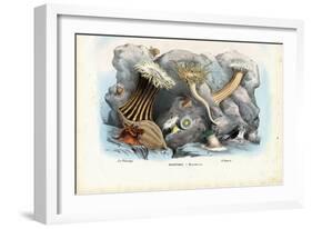 Sea Anemones, 1863-79-Raimundo Petraroja-Framed Giclee Print