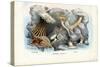 Sea Anemones, 1863-79-Raimundo Petraroja-Stretched Canvas