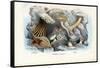 Sea Anemones, 1863-79-Raimundo Petraroja-Framed Stretched Canvas