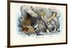 Sea Anemones, 1863-79-Raimundo Petraroja-Framed Giclee Print