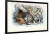 Sea Anemones, 1863-79-Raimundo Petraroja-Framed Giclee Print