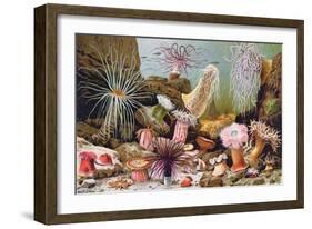 Sea Anemones, from a Hungarian Natural History Book, c.1900-Alfred Brehm-Framed Giclee Print