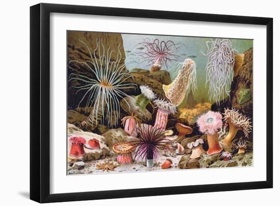 Sea Anemones, from a Hungarian Natural History Book, c.1900-Alfred Brehm-Framed Giclee Print