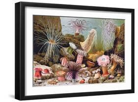 Sea Anemones, from a Hungarian Natural History Book, c.1900-Alfred Brehm-Framed Giclee Print