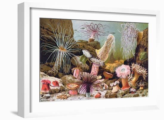 Sea Anemones, from a Hungarian Natural History Book, c.1900-Alfred Brehm-Framed Giclee Print