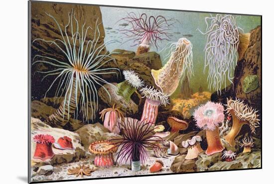 Sea Anemones, from a Hungarian Natural History Book, c.1900-Alfred Brehm-Mounted Giclee Print