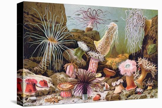 Sea Anemones, from a Hungarian Natural History Book, c.1900-Alfred Brehm-Stretched Canvas